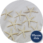 8774 - Starfish Sun Bleached Small 7.5-10cm